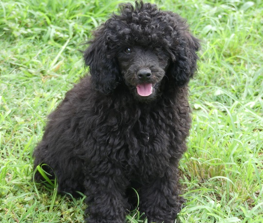 Pearl black Mini Poodle girl