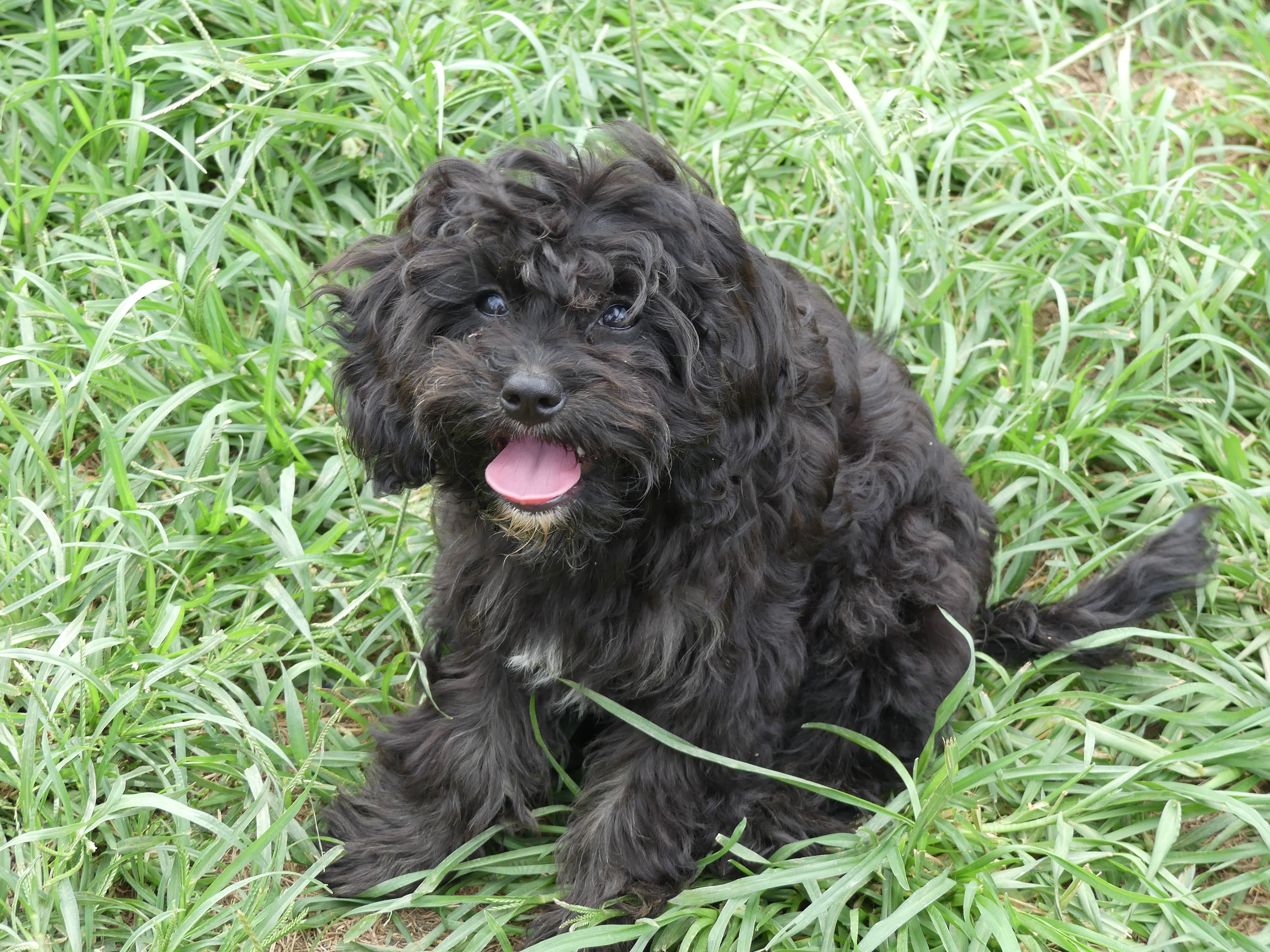 Cavoodle black Male First Generation $1450