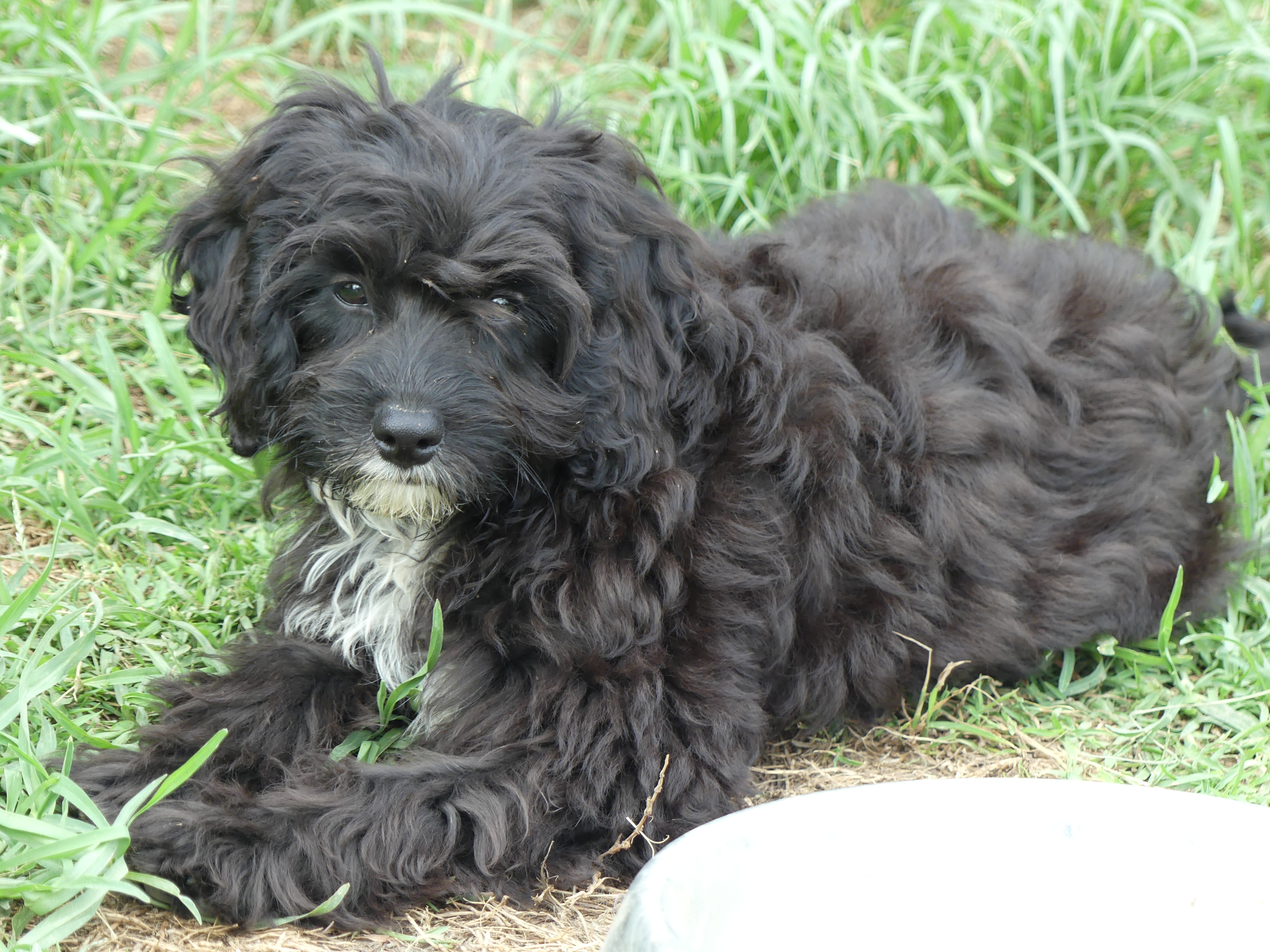 Cavoodle Black Male First Generation 12 weeks $1450
