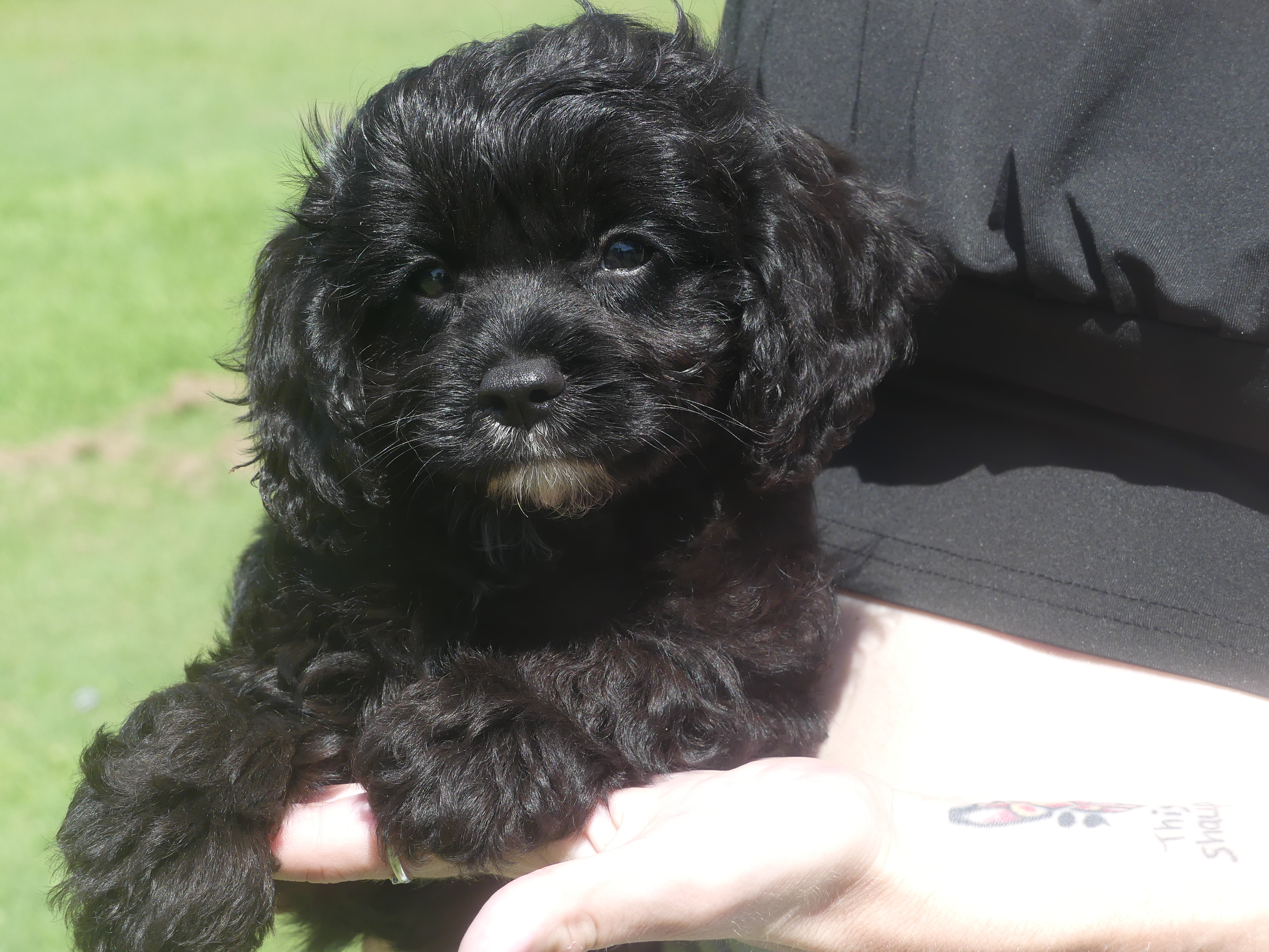 Cavoodle Male 12 weeks First Generation $1450