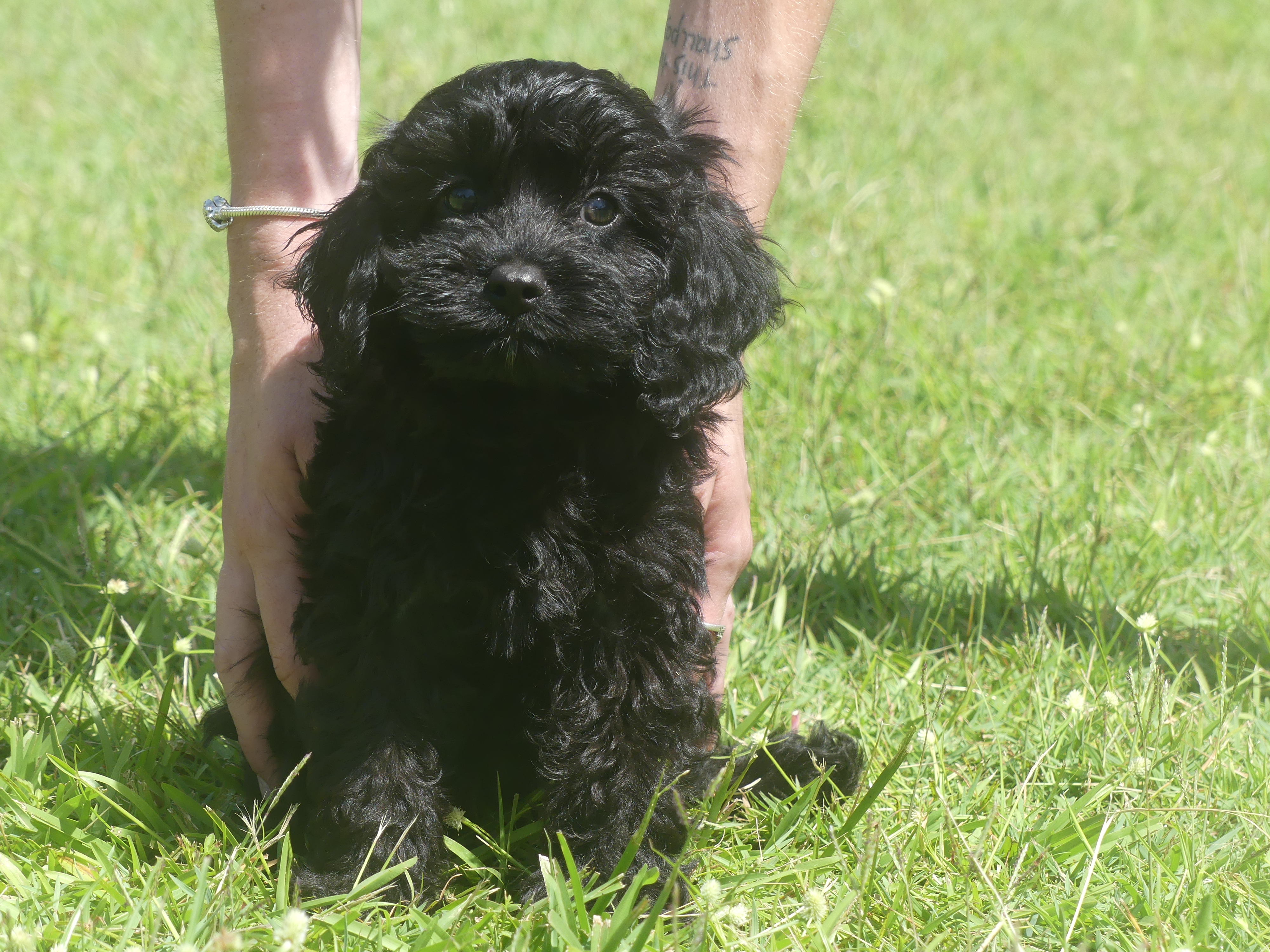 Cavoodle Male First Generation 12 weeks $1450