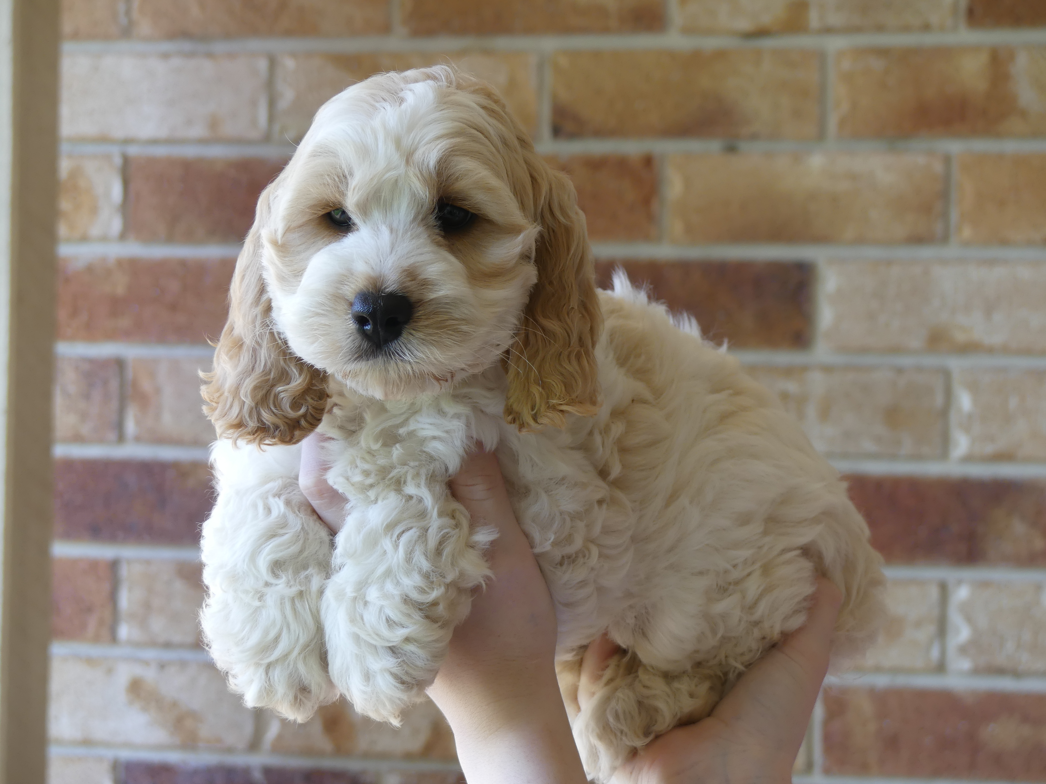 Spoodle Male 8 weeks First Generation $1980
