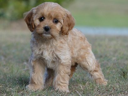 A cavoodle puppy we have bred